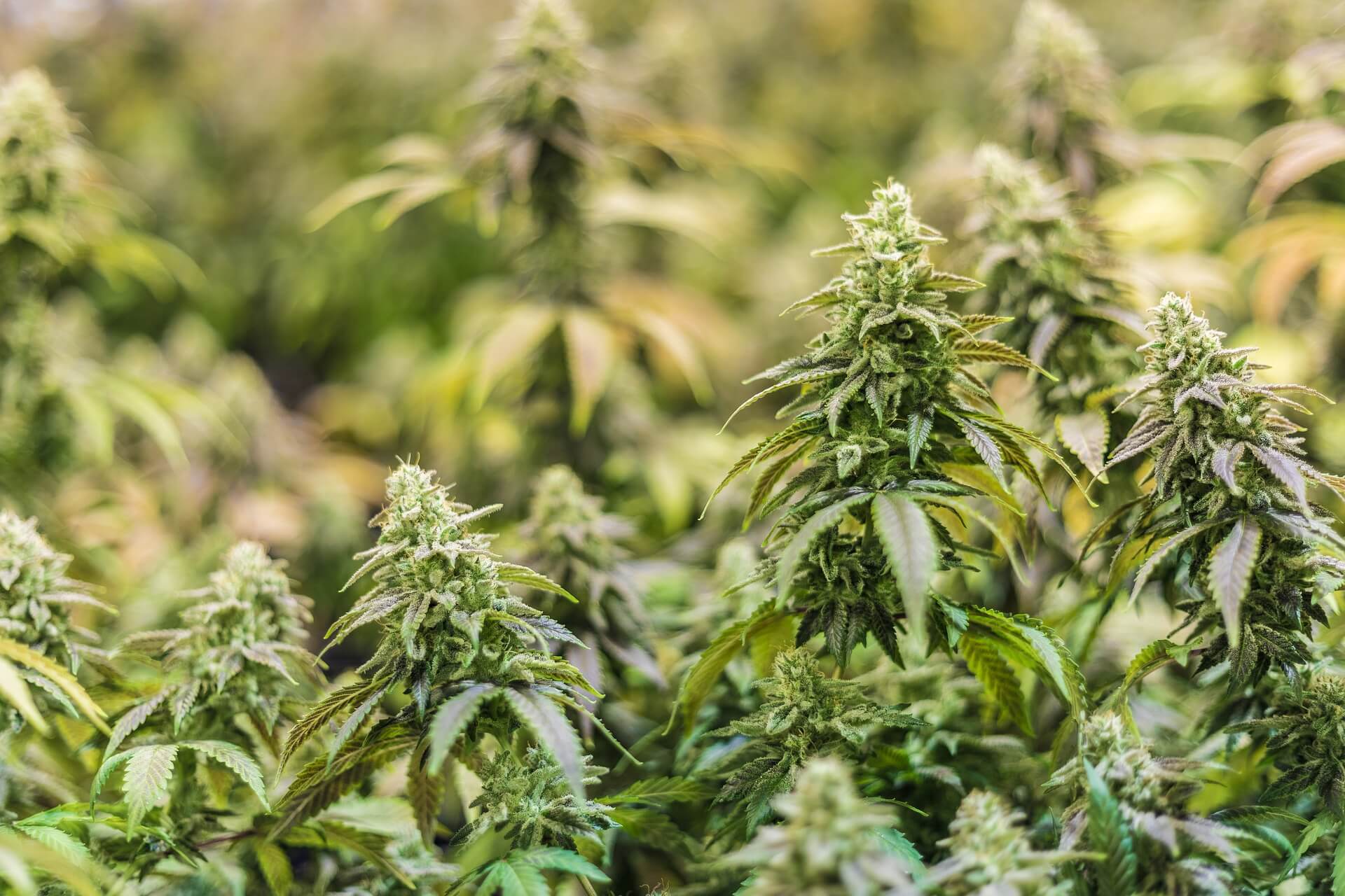 Exploring the Therapeutic Benefits of THCA Flower A New Frontier in Cannabis Medicine